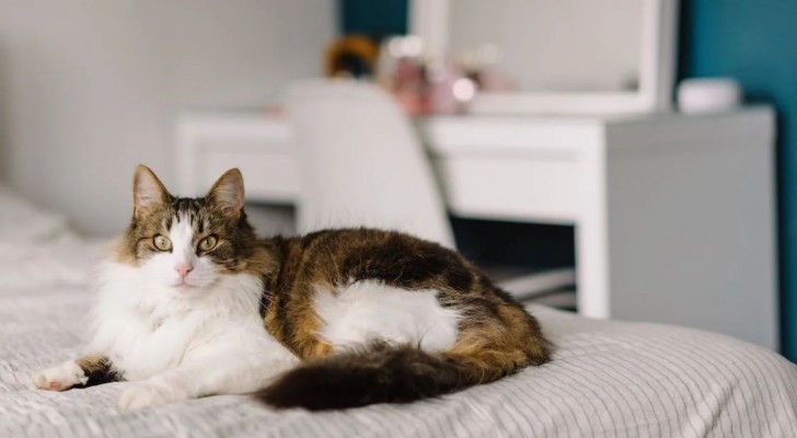 Come rendere più sicura la vita del gatto in appartamento?