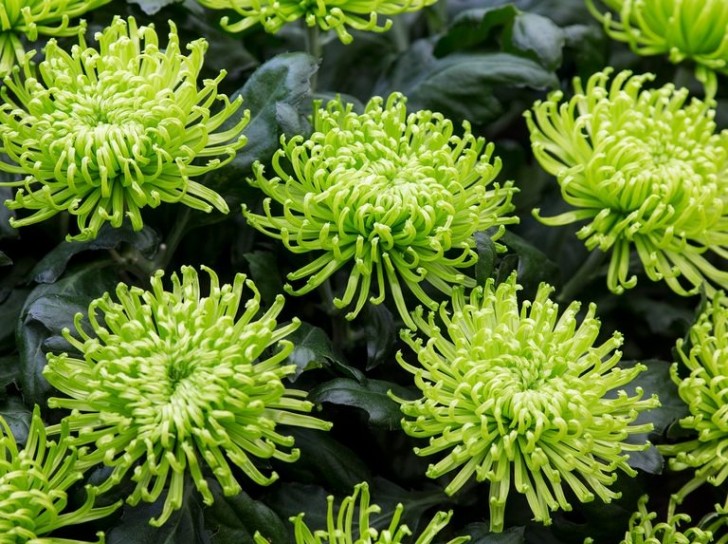 Chrysanthemum 'Green Mist' (gardenersworld.com)