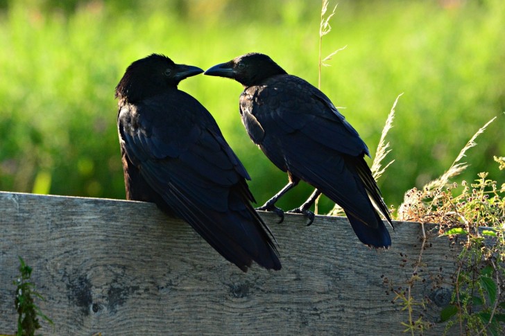 Les corbeaux, parmi les animaux les plus intelligents de la planète