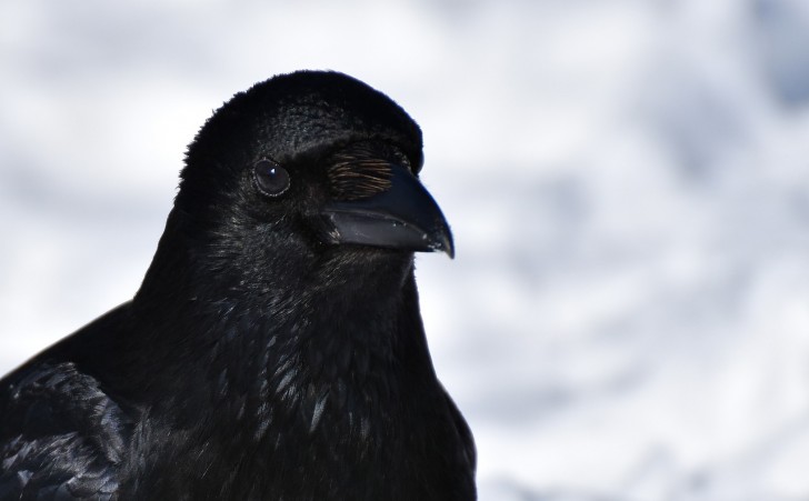 Capacité récursive chez les corbeaux : ils sont plus intelligents que les singes