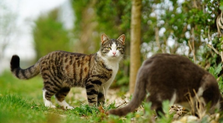 Incroci fra gatti selvatici e gatti domestici: quando sono iniziati?