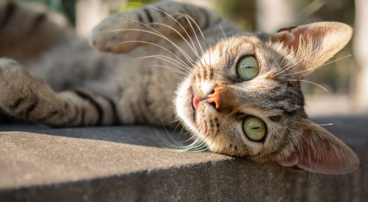 Le conseguenze degli incroci: c’è futuro per il gatto selvatico?