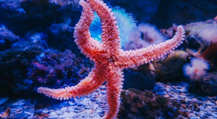 Un corpo tutto testa: la scoperta sulle stelle marine