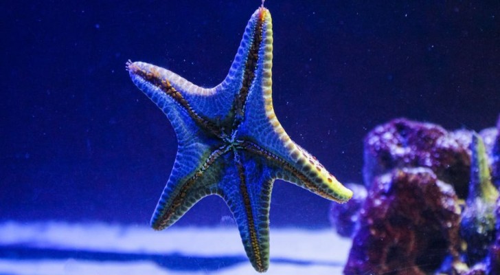 Perché le stelle marine si sono evolute in questo modo?