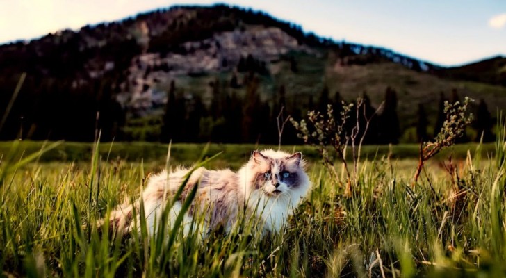L’impatto dei gatti domestici sulla biodiversità