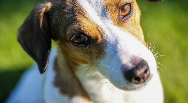 Perché alcuni cani sono più sensibili ad ansia e stress?