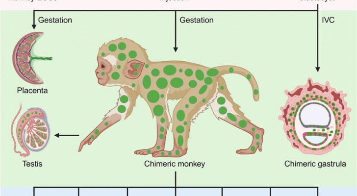 Hoe onderzoekers een chimera creëerden