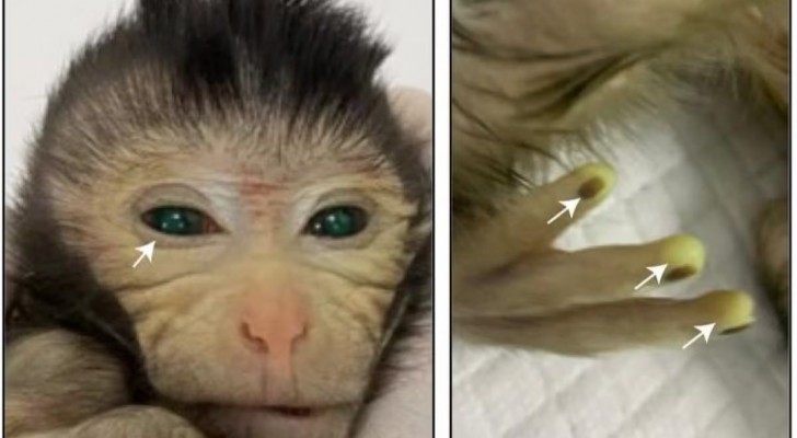 Nascita e morte del macaco con i polpastrelli fluorescenti