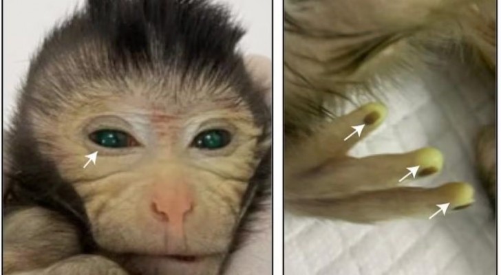 Makakens, med de fluorescerande fingertopparna, födelse och död