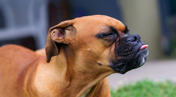 Starnuti del cane: le cause patologiche