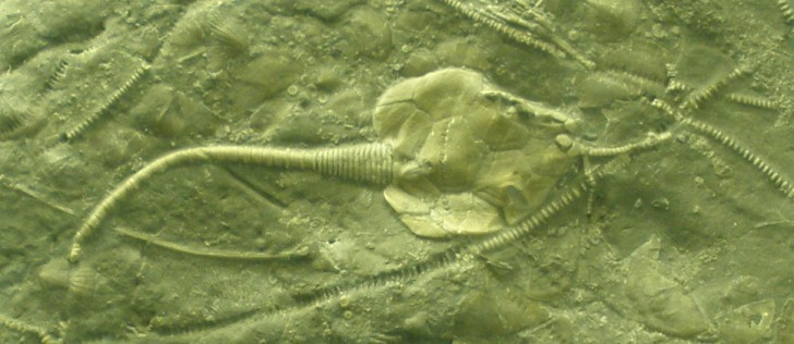 Pleurocystites, een marien organisme dat meer dan 400 miljoen jaar geleden leefde