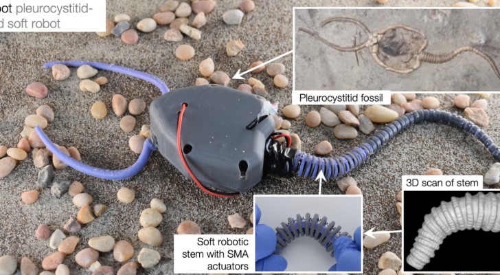 Robot ontworpen om een ​​uitgestorven zeedier “weer tot leven te wekken”: het onderzoek