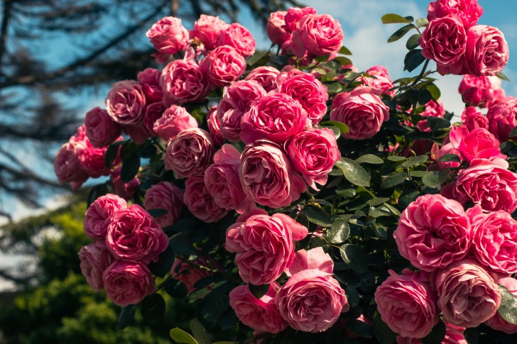 Rosor: plantera dem i jord i november för att se dem blomma på våren