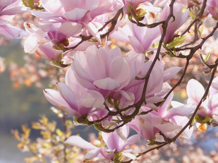 Een prachtige boom: de magnolia