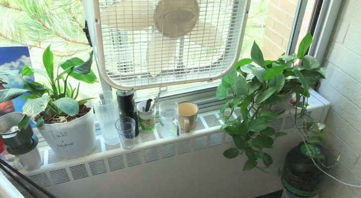 Proteggere le piante da caminetti e radiatori