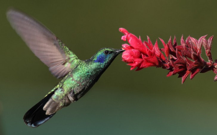 Kolibries, kleine kleurrijke vogels die tijdens de vlucht zeer behendig zijn