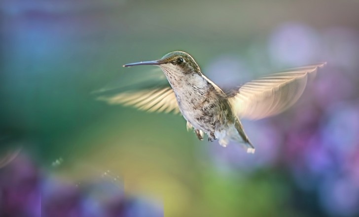 Manœuvres latérales des colibris dans les espaces restreints : l'étude