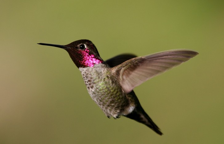 Zijdelingse vlucht van kolibries: nuttig voor het ontwerpen van luchtvoertuigen