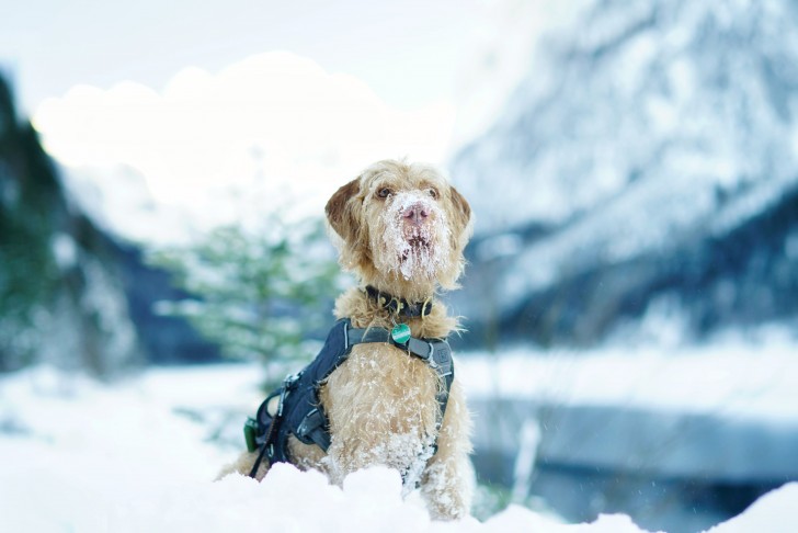 Passare dal caldo al freddo: cosa significa per i cani?