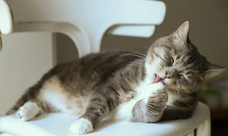 Come capire se devi pulire le orecchie al tuo gatto