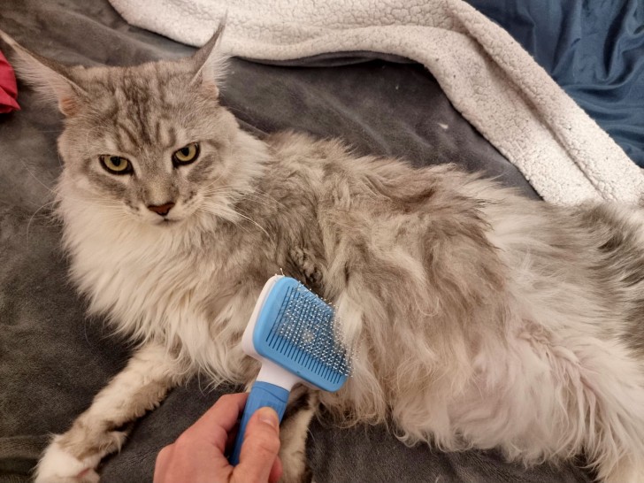 Come prenderti cura del pelo del tuo gatto