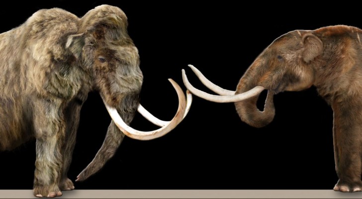 Att väcka liv i ullhårig mammut: går det verkligen?