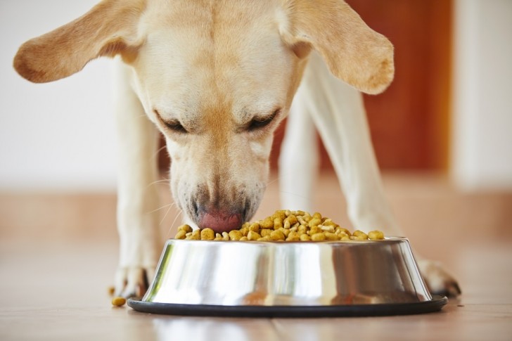 Perché i cani mangiano velocemente?