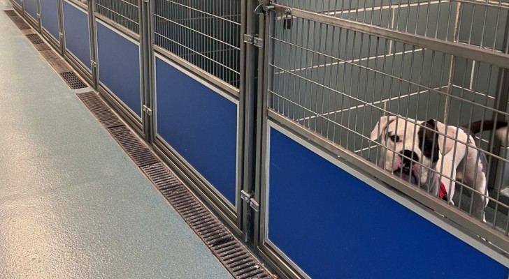 La storia di Elvis, il cane sorridente