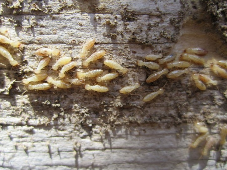 Le problème des termites et les deux premiers remèdes de grand-mère