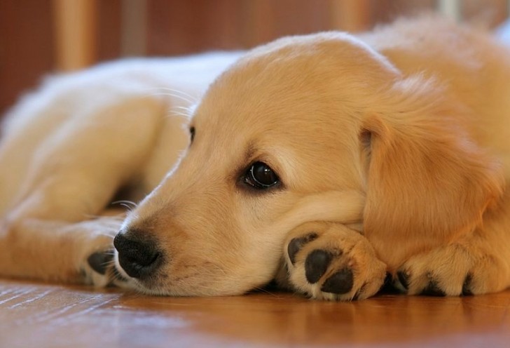 Perché i cani ruotano su se stessi prima di dormire?