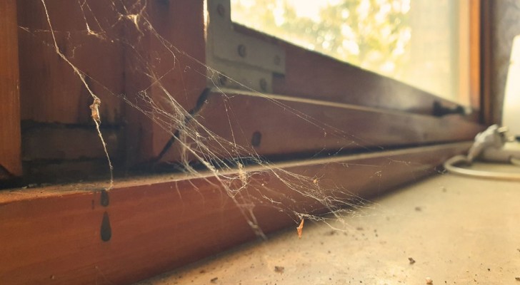 Cosa attira i ragni all'interno delle nostre case?