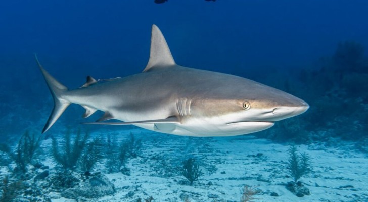 Perché ci sono squali bianchi nella zona crepuscolare?