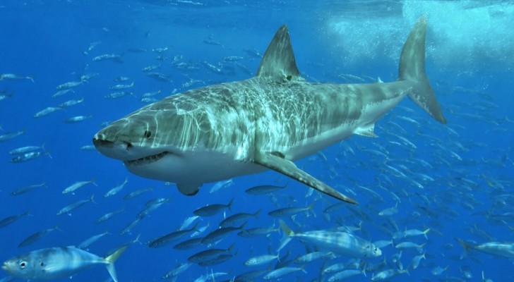 Proteggere gli squali per salvare l’ecosistema globale