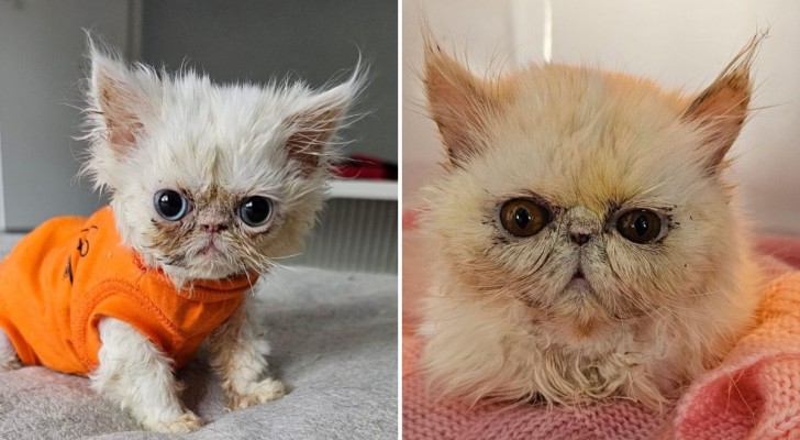 Storia di due gattine persiane