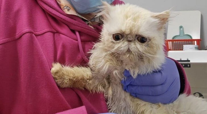 Una sfortunata famiglia di gatti persiani: quando l’allevamento fa male agli animali