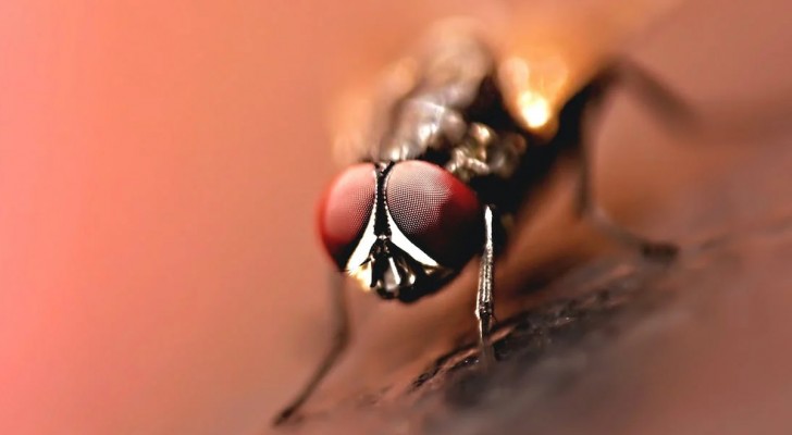 Flugor i den mänskliga tarmen, fallet från åttiotalet