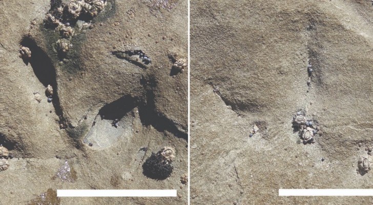 Een bijzondere ontdekking: fossiele voetafdrukken van ruim 120 miljoen jaar geleden