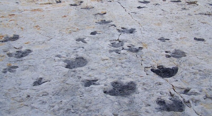 Hoe worden fossiele voetafdrukken gevormd?