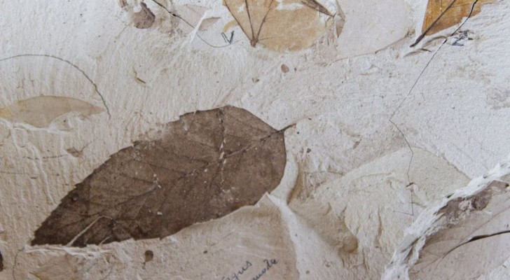 Een dinosaurus van 140 miljoen jaar geleden, en niet alleen: ​​de ontdekkingen in Brownsea