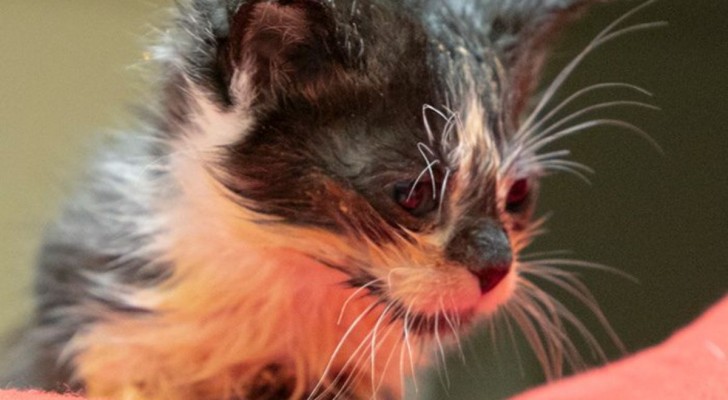Salvare gatti per passione: Il programma della Animal Rescue League
