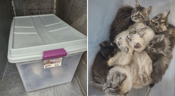 Gattini ritrovati sigillati in un contenitore di plastica