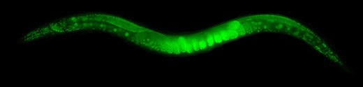 Caenorhabditis elegans, der kleine Wurm, der für die Wissenschaft unverzichtbar ist
