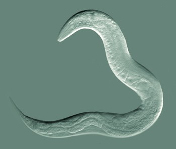 Draadloos zenuwnetwerk in de worm Caenorhabditis elegans