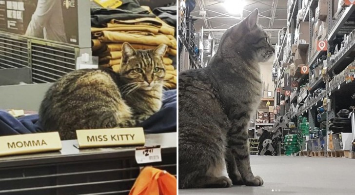 Home Depot e i gatti: non solo Leo fra i corridoi del negozio