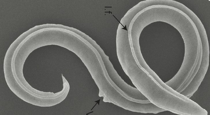 Coppia di vermi congelata da 46.000 anni torna in vita: la scoperta