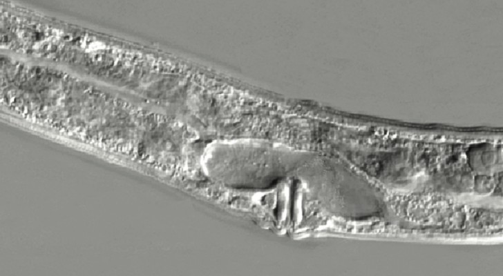 Dopo essere sopravvissuti 46.000 nel ghiaccio, i due vermi si sono riprodotti