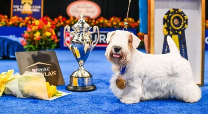 Un campione di nome Stache per il National Dog Show 2023