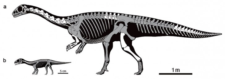 Dinosaurus fossielen en eieren gevonden in China: een onbekende soort