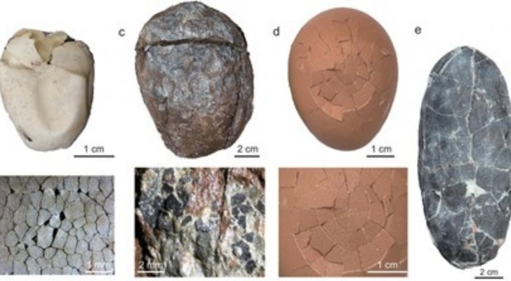 Les coquilles d'œufs de dinosaures avaient un aspect cuirassé