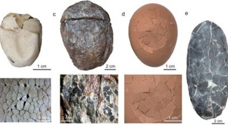 De eierschalen van dinosaurussen hadden een leerachtig uiterlijk